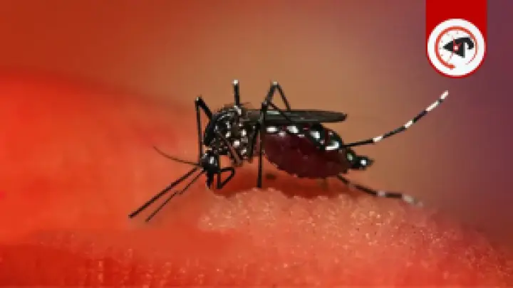 ডেঙ্গুতে আরও ২ জনের মৃত্যু, হাসপাতালে ১৯৫