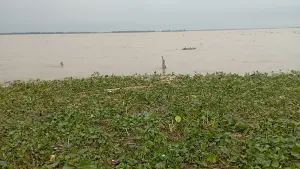 বেড়েই চলেছে যমুনার পানি