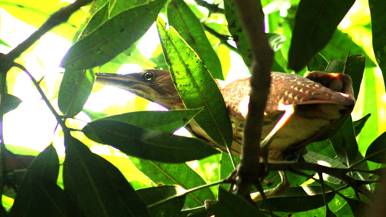  নলঘোঙ্গা আন্তর্জাতিক প্রকৃতি ও প্রাকৃতিক সম্পদ সংরক্ষণ সংঘের (আইইউসিএন) লাল তালিকাভুক্ত। 